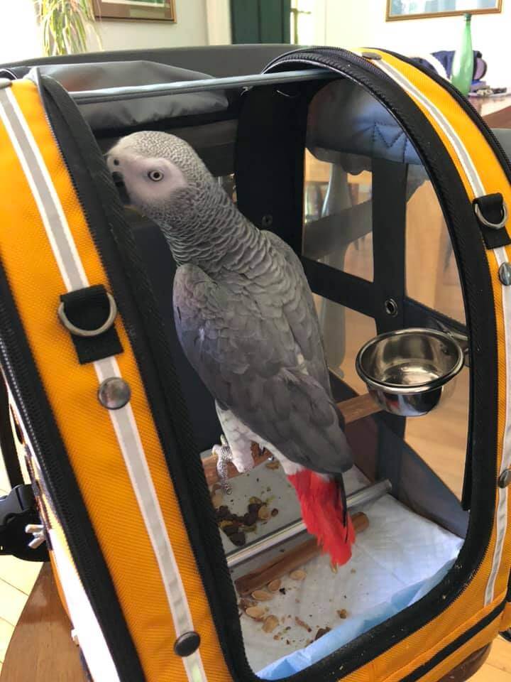 african parrot traveling
