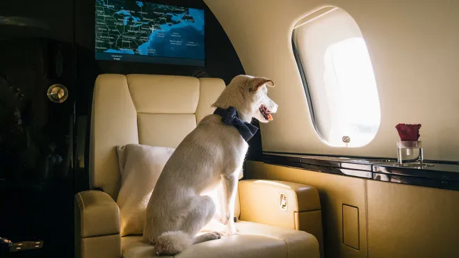 fly with pets