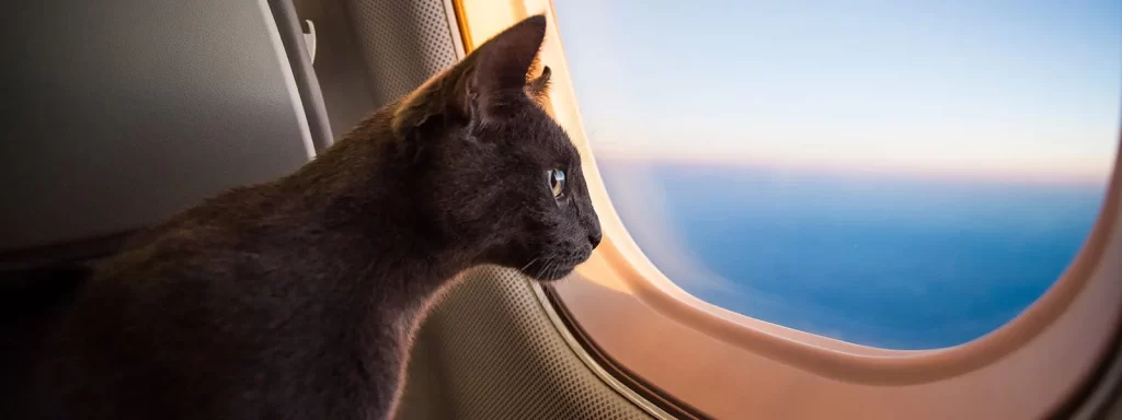 flying with pets