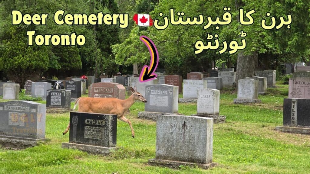 Deer walking through Toronto's Deer Cemetery in a lush green park, surrounded by graves and trees, with colorful text overlay.